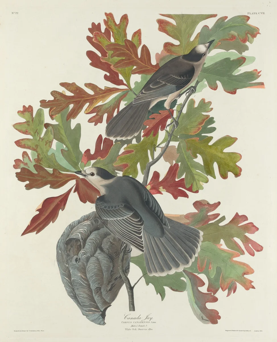 Canada Jay by Robert Havell, Jr.; John James Audubon, print, 1831