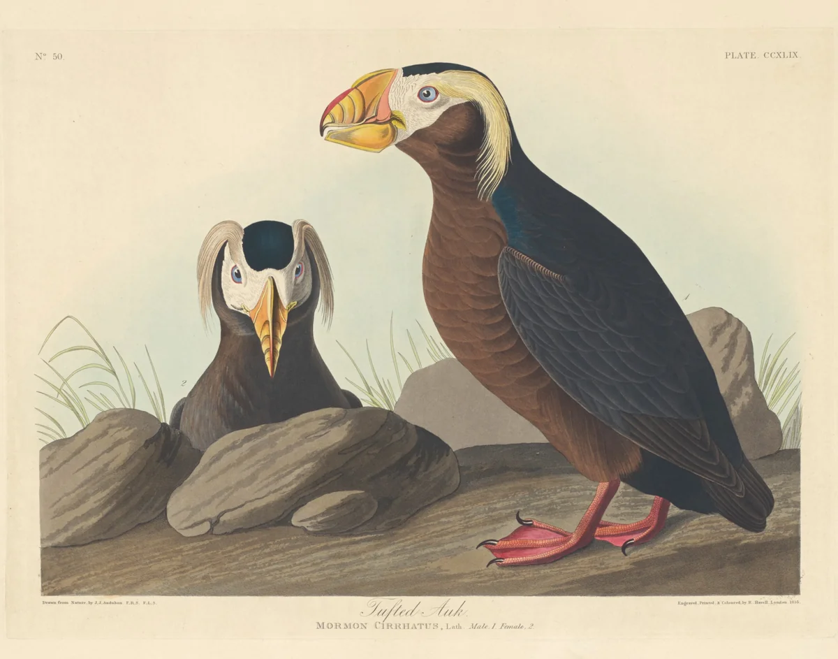 Tufted Auk by Robert Havell, Jr.; John James Audubon, print, 1835