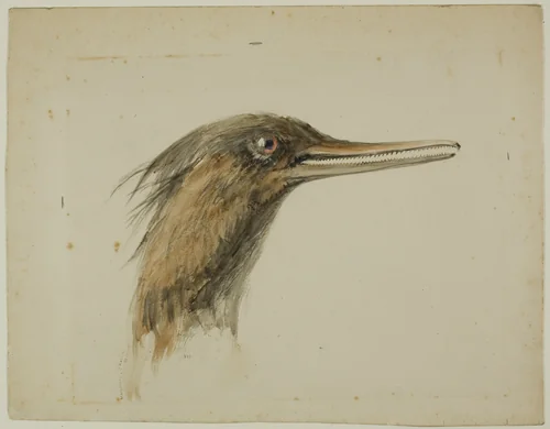 Merganser by John Ruskin, painting, 1890
