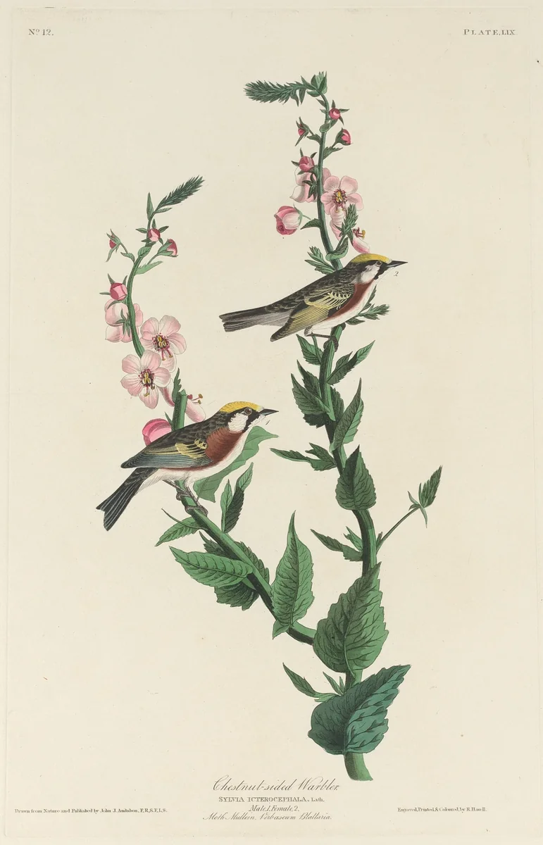 Chestnut-sided Warbler by Robert Havell, Jr.; John James Audubon, print, 1829