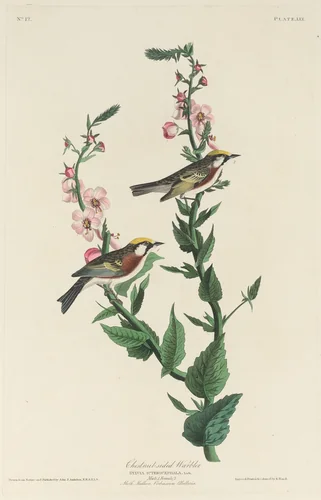 Chestnut-sided Warbler by Robert Havell, Jr.; John James Audubon, print, 1829