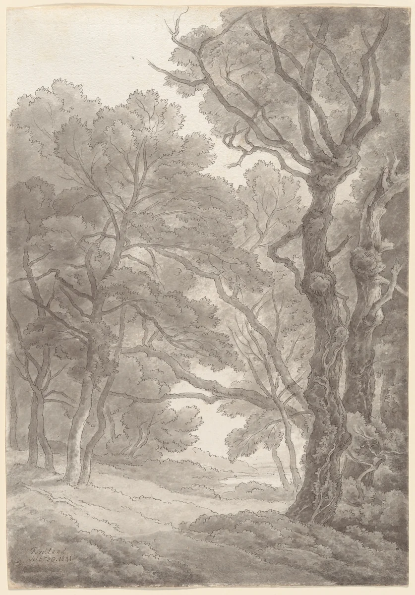 Trees at Fordland, Devon by John White Abbott, drawing, 1841
