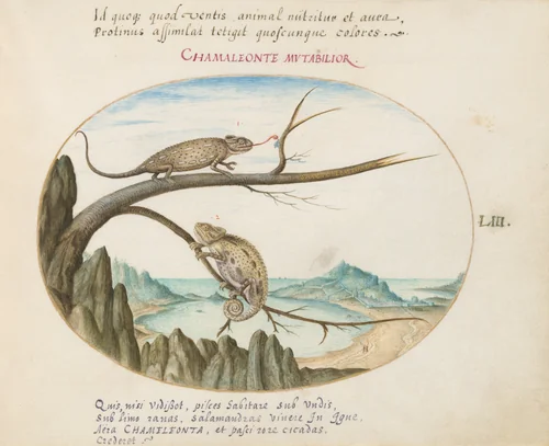 Plate 53: Two Common or Mediterranean Chameleons above San Sebastián, Spain by Joris Hoefnagel, drawing, 1570-1599