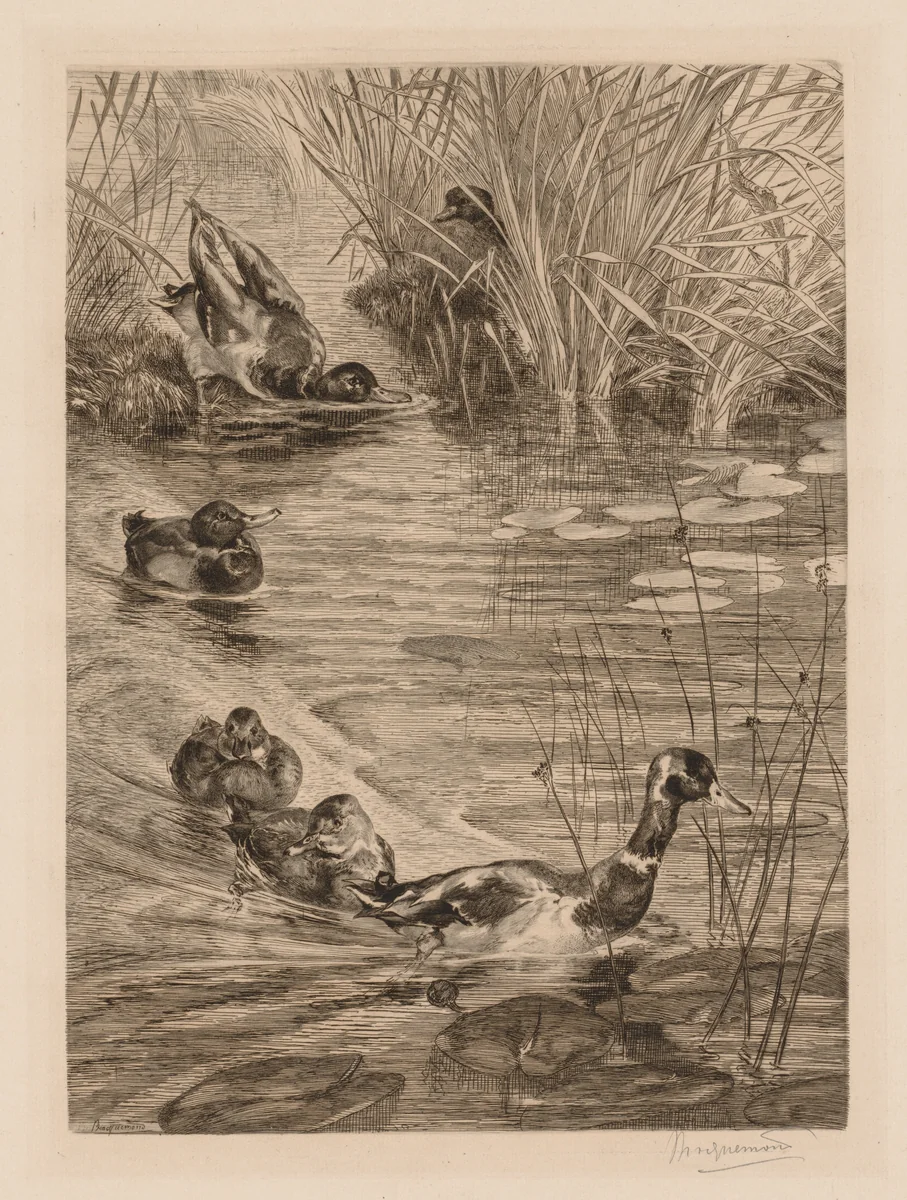 Ducks at play by Félix Bracquemond, print, 1865-1875