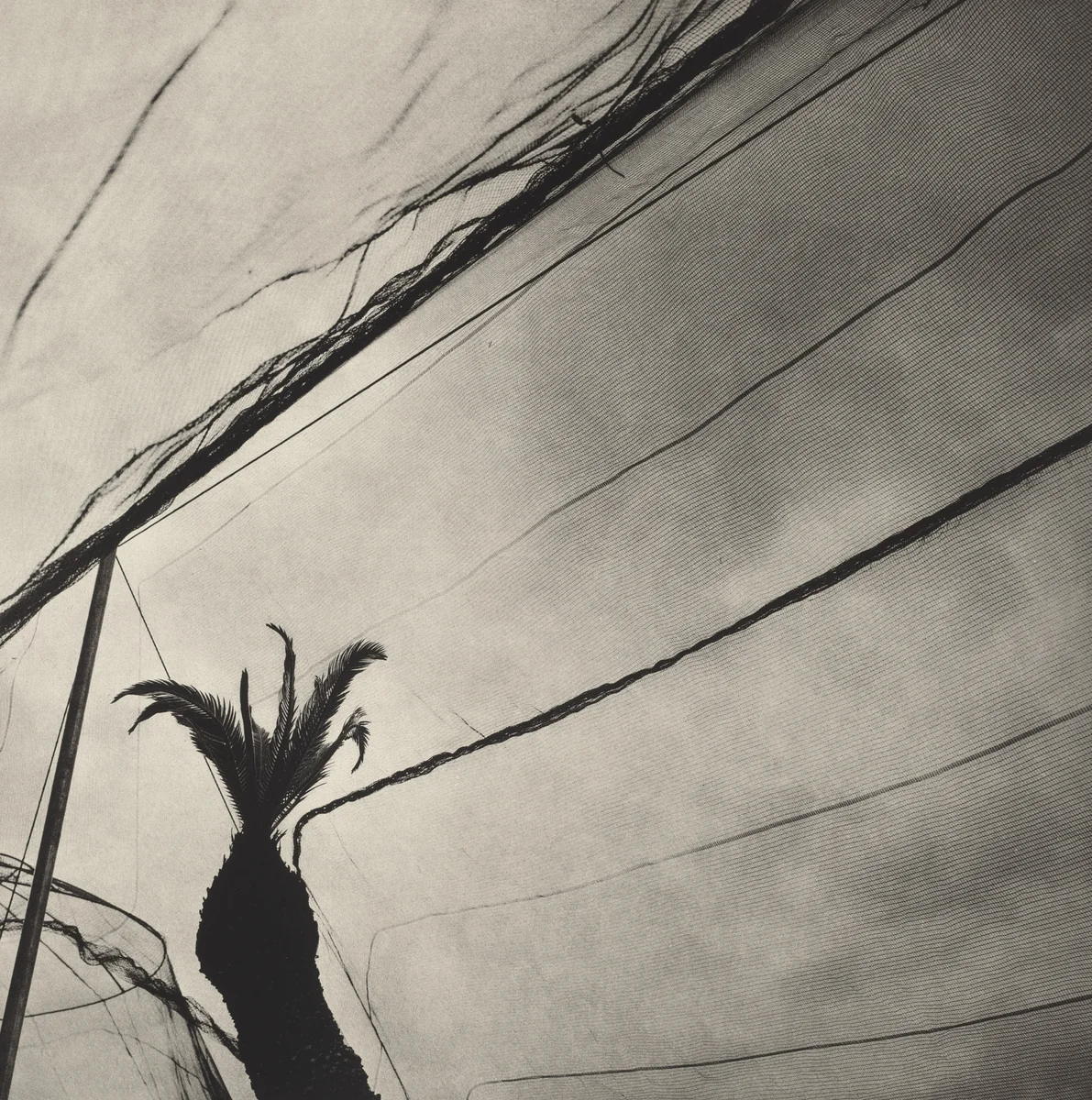 Jardín Botánico de Oaxaca, México (Oaxaca Botanical Garden, Mexico) by Graciela Iturbide
Francisco Toledo
Alejandro de Ávila, photograph, 2002