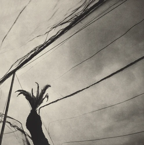 Jardín Botánico de Oaxaca, México (Oaxaca Botanical Garden, Mexico) by Graciela Iturbide
Francisco Toledo
Alejandro de Ávila, photograph, 2002