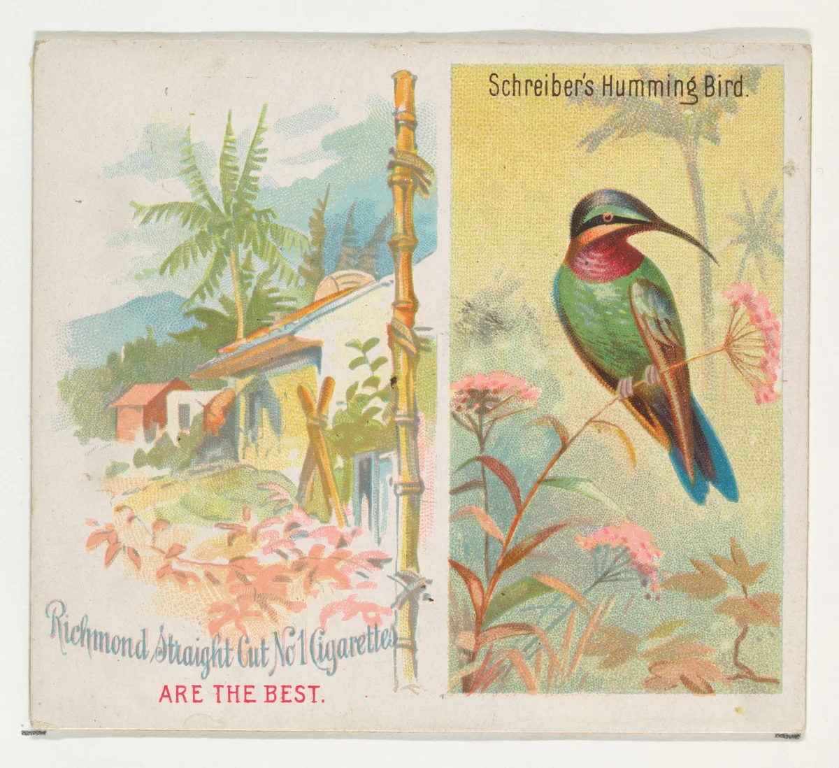 Schreiber's Hummingbird, from Birds of the Tropics series (N38) for Allen & Ginter Cigarettes by Allen & Ginter, print, 1889
