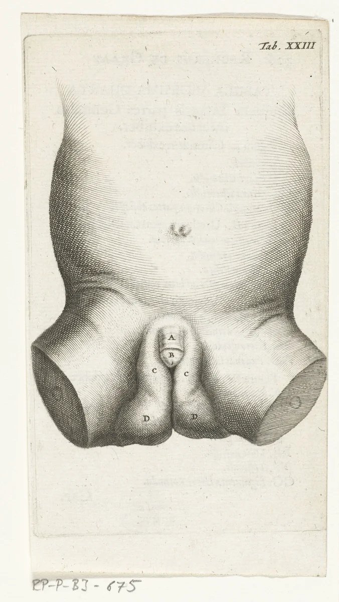 Anatomische afbeelding van de penis van een kind by Hendrik Bary, print, 1672
