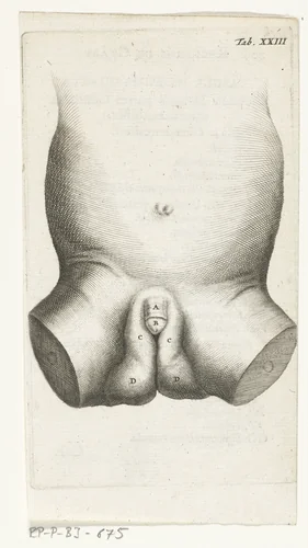 Anatomische afbeelding van de penis van een kind by Hendrik Bary, print, 1672