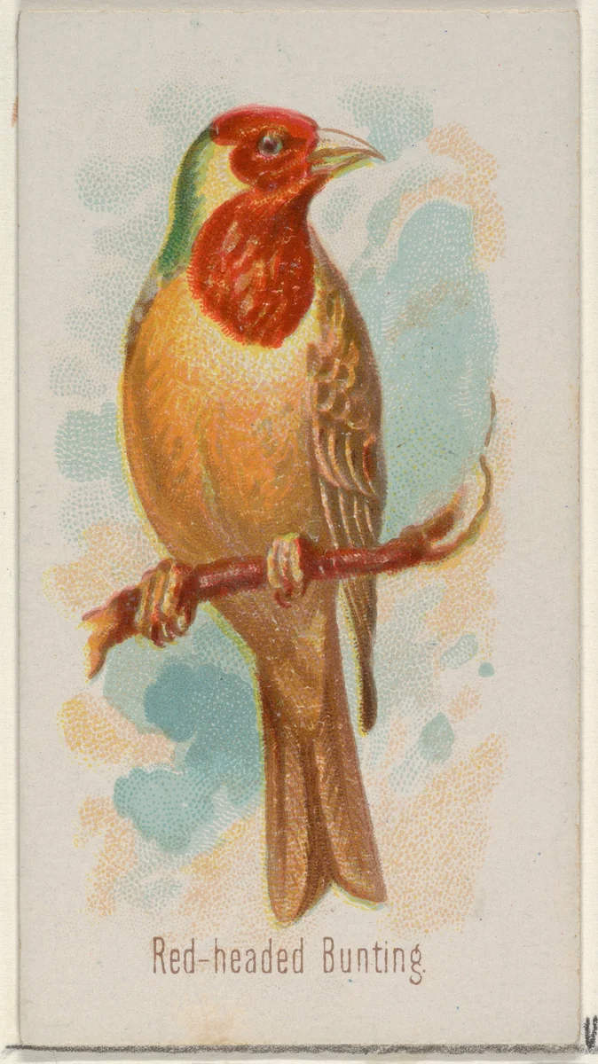 Red-headed Bunting, from the Song Birds of the World series (N23) for Allen & Ginter Cigarettes by Allen & Ginter, print, 1890