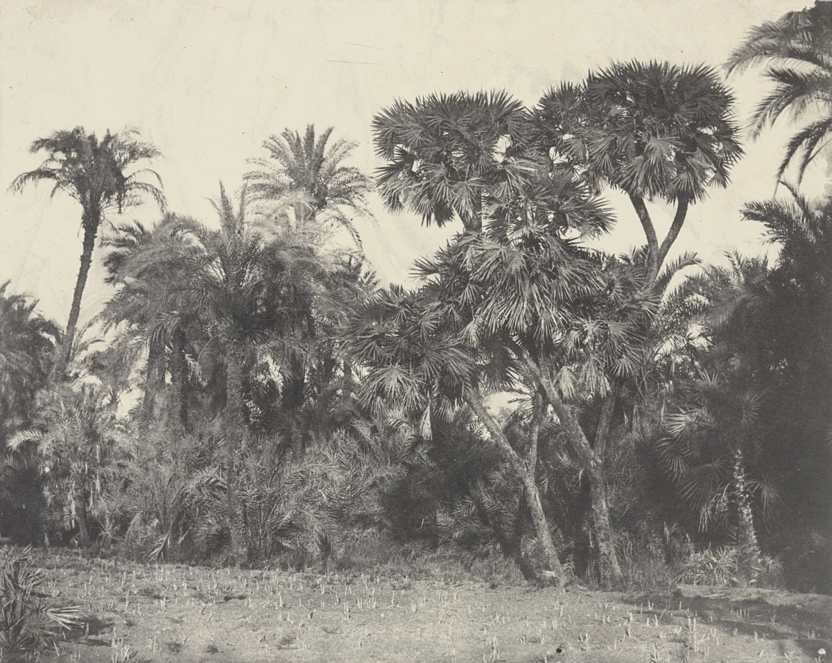 Bois de Dattiers ed de Palmiers Doums by Maxime Du Camp, photograph, 1849