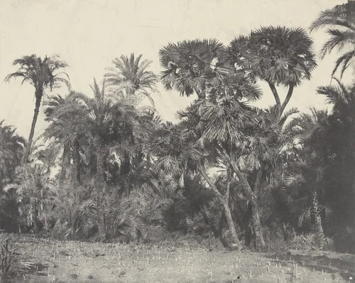 Bois de Dattiers ed de Palmiers Doums by Maxime Du Camp, photograph, 1849