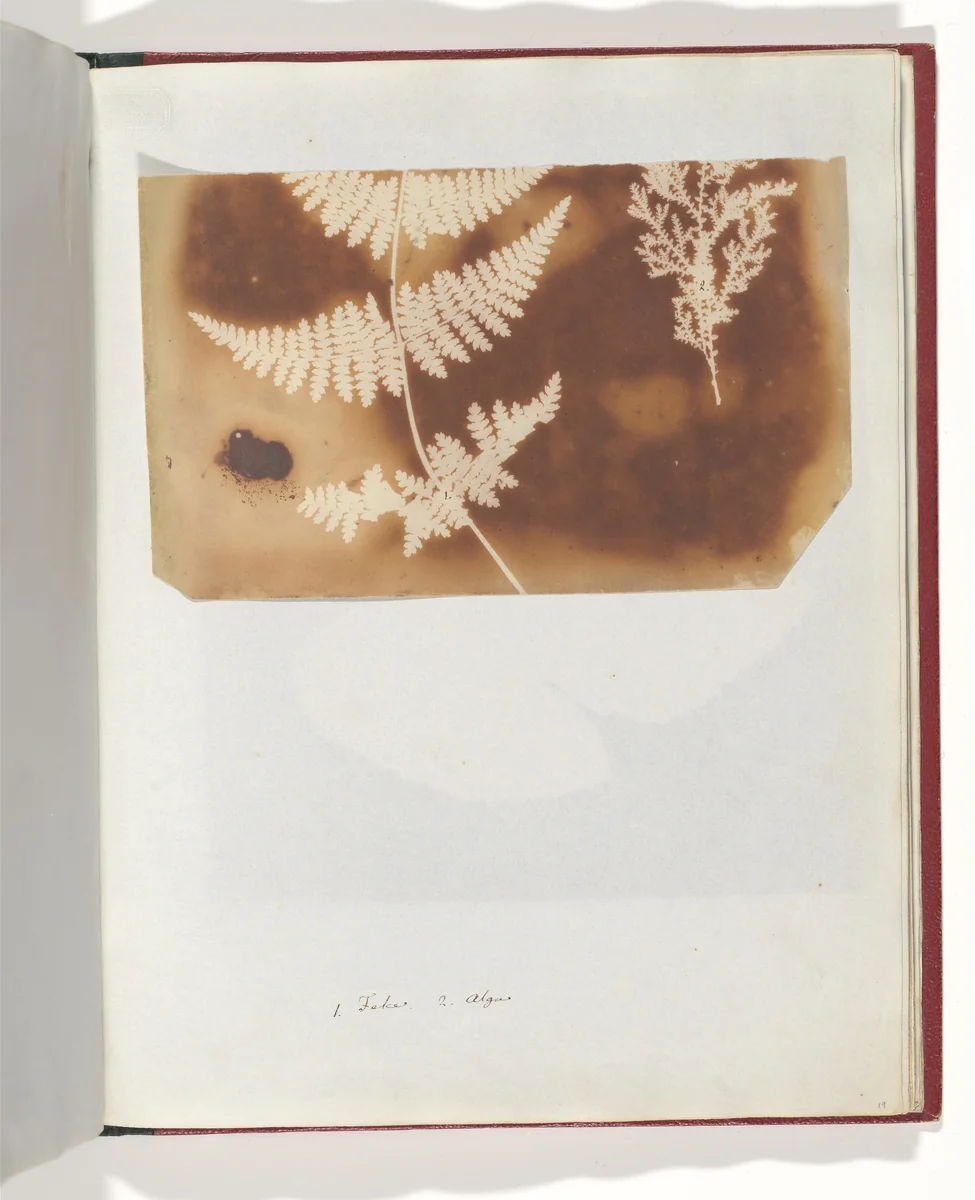1. Felce. 2. Alga by William Henry Fox Talbot, photograph, 1839