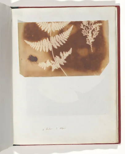 1. Felce. 2. Alga by William Henry Fox Talbot, photograph, 1839
