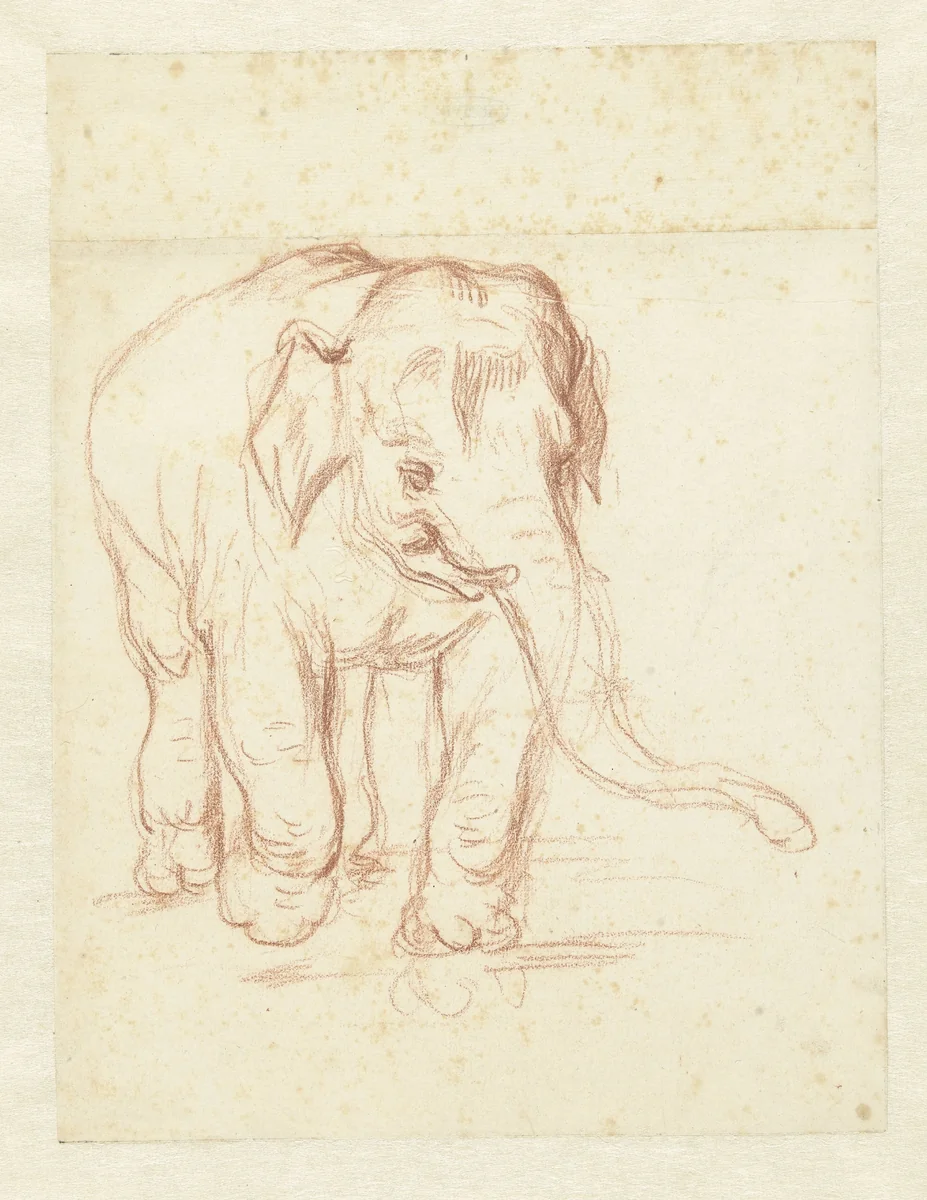 Lopende olifant by Petrus Camper, drawing, 1732-1789