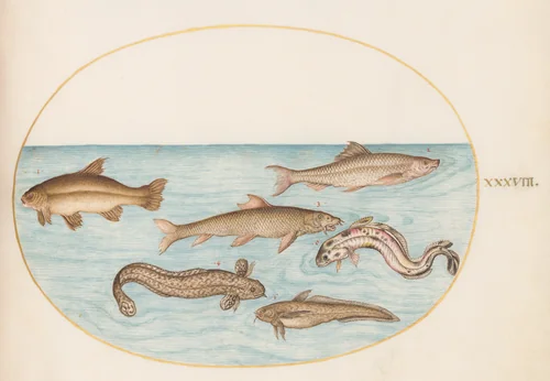Plate 38: Burbot, Rockling, and Other Fish by Joris Hoefnagel, drawing, 1570-1599
