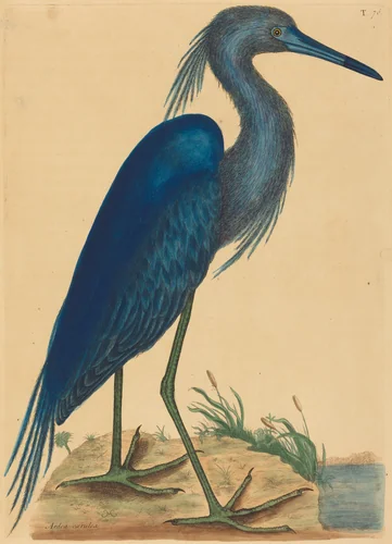 The Blue Heron (Ardea coerulea) by Mark Catesby, print, 1731-1743