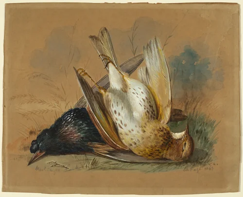 A Starling and a Lark by William Page, drawing, 1863