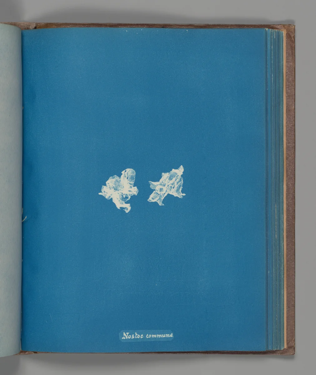 Nostoe commune by Anna Atkins, photograph, 1851-1855
