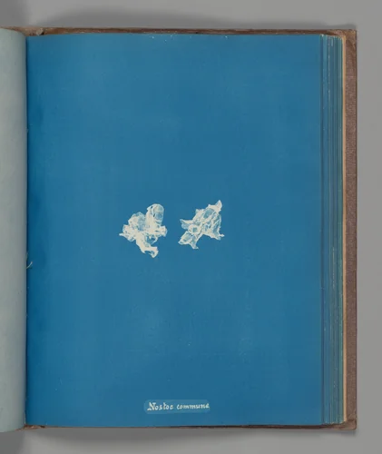 Nostoe commune by Anna Atkins, photograph, 1851-1855