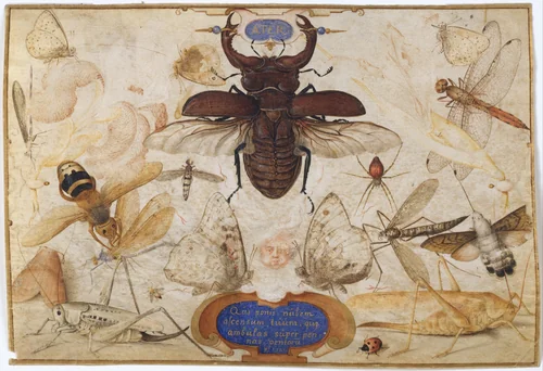 Insects and the Head of a Wind God by Joris Hoefnagel, drawing, 1590-1600