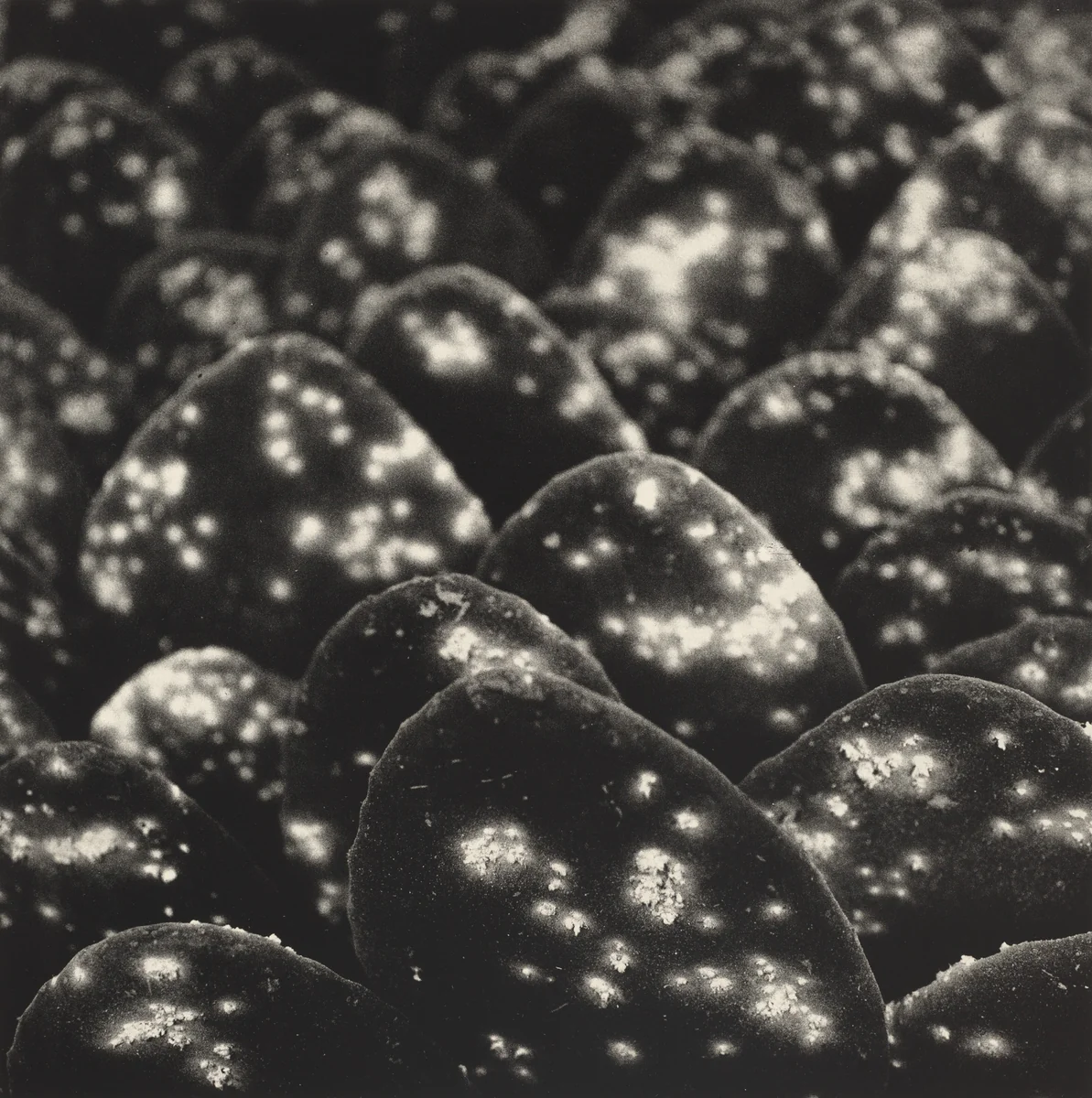 Jardín Botánico de Oaxaca, México (Oaxaca Botanical Garden, Mexico) by Graciela Iturbide
Francisco Toledo
Alejandro de Ávila, photograph, 2002