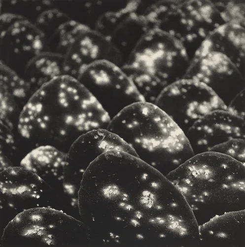 Jardín Botánico de Oaxaca, México (Oaxaca Botanical Garden, Mexico) by Graciela Iturbide
Francisco Toledo
Alejandro de Ávila, photograph, 2002