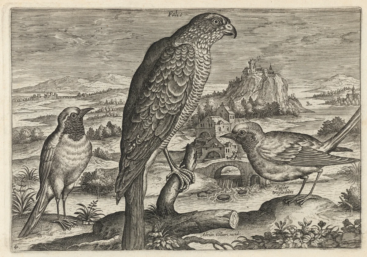 Falcon and Robin Redbreast or Redstart by Adriaen Collaert, print, 1595-1605