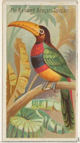 The Banded Aracari Toucan, from the Birds of the Tropics series (N5) for Allen & Ginter Cigarettes Brands by Allen & Ginter, print, 1889