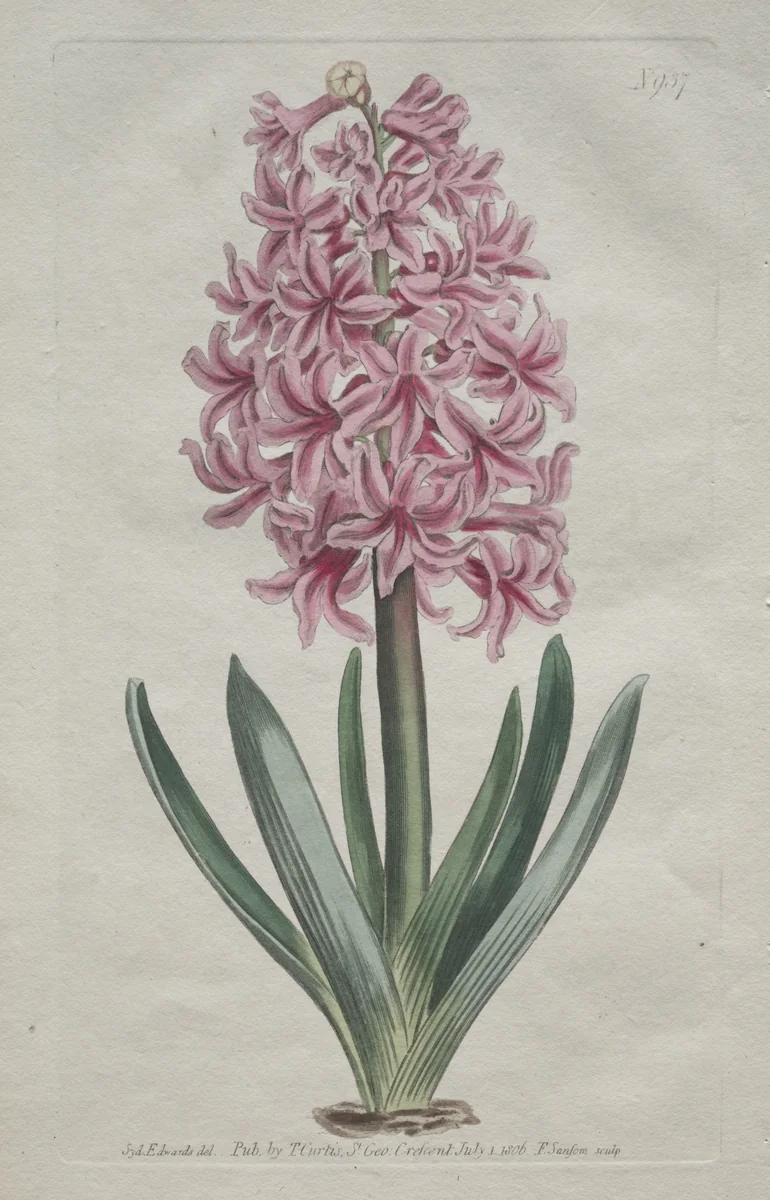 The Botanical Magazine or Flower Garden Displayed: Garden Hyacinth by Thomas Curtis, print, 1806