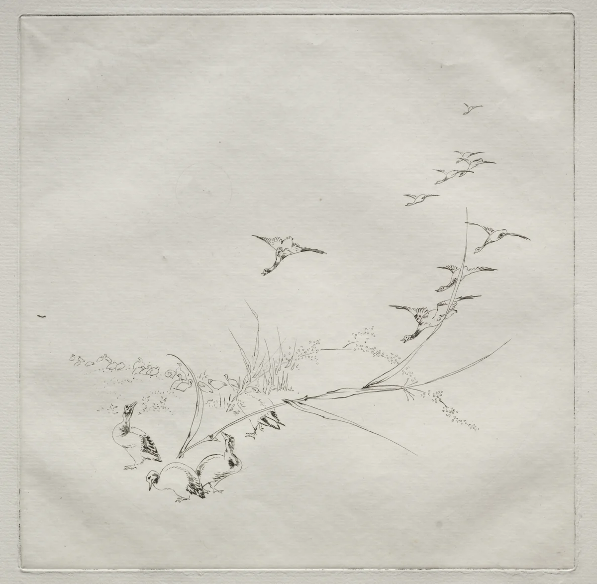 Parisian Service (Haviland service): Right in the sun (no. 9) by Félix Bracquemond, print, 1875