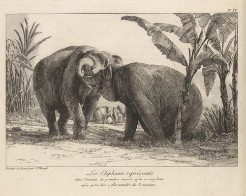 Histoire Naturelle Des Deux Éléphans...du Muséum De Paris by Jean-Pierre-Louis-Laurent Hoüel, book, 1803