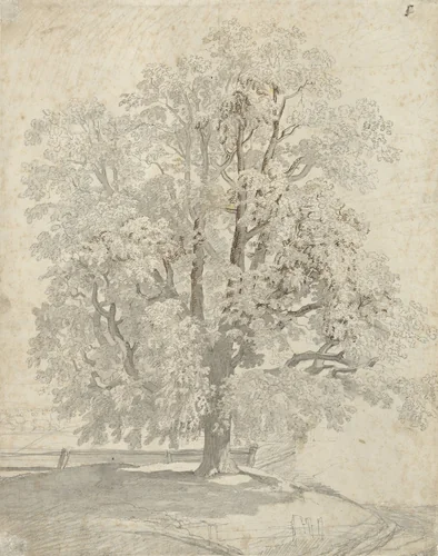 Boomstudie by Franz Edmund Weirotter, drawing, 1740-1771