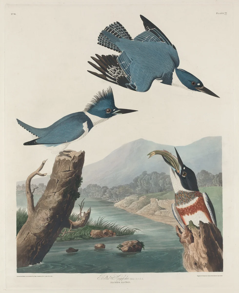 Belted Kingsfisher by Robert Havell, Jr.; John James Audubon, print, 1830