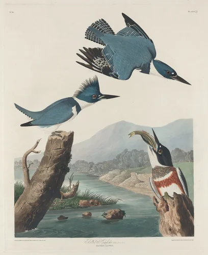 Belted Kingsfisher by Robert Havell, Jr.; John James Audubon, print, 1830