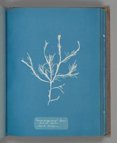 Fucus æruginosus Turner. "Med. Sea Sisbon" New to Britain. by Anna Atkins, photograph, 1851-1855