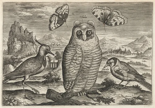 Lapwing, Long Eared Owl, and Goldfinch by Adriaen Collaert, print, 1595-1605