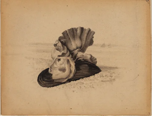 Shells, Watch Hill, Rhode Island by American 19th Century, drawing, 1800-1899