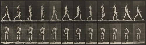 Plate Number 2. Walking by Eadweard Muybridge, photograph, 1887