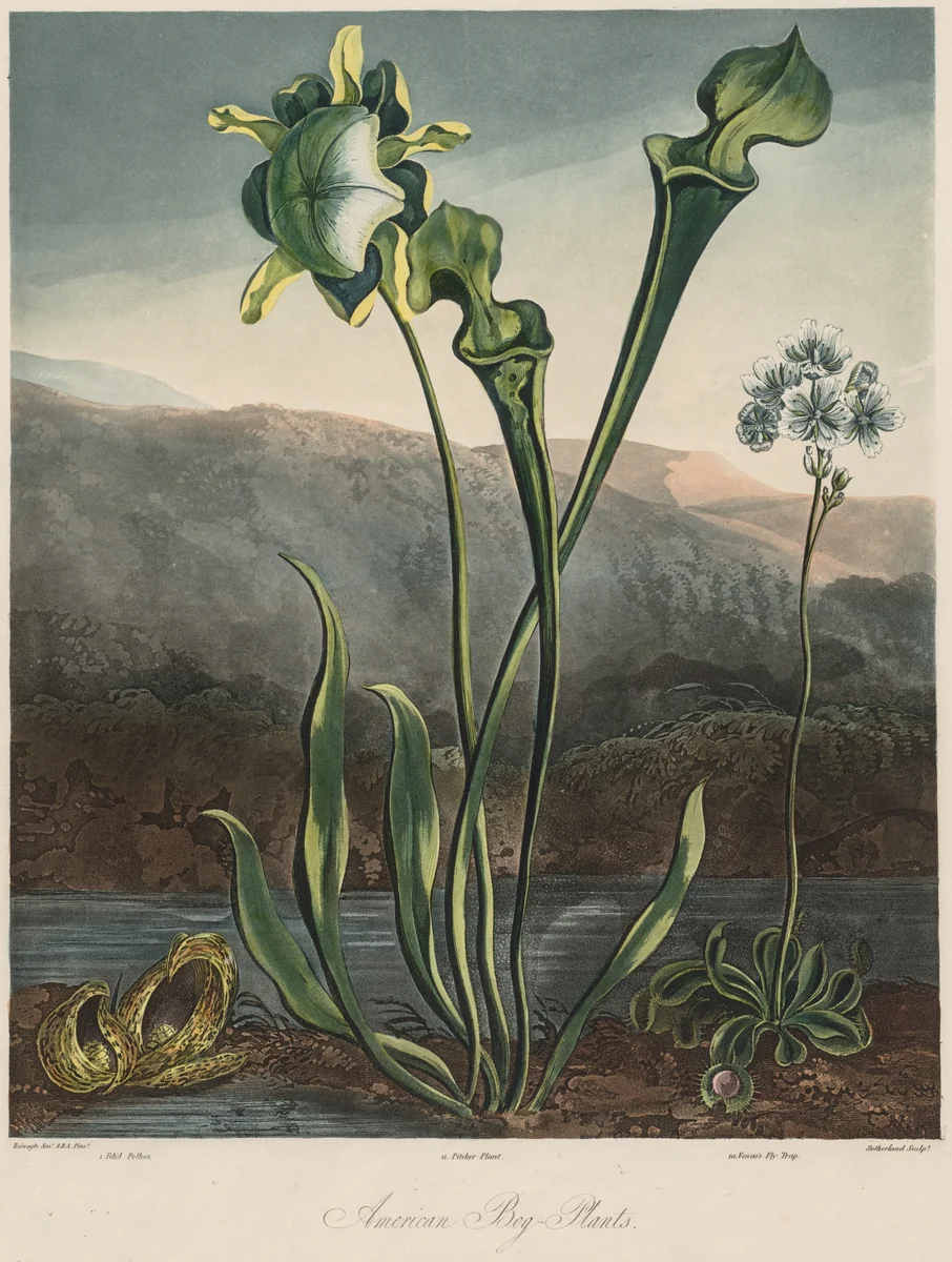 The Temple of the Flora: American Bog Plants by Thomas Sutherland, print