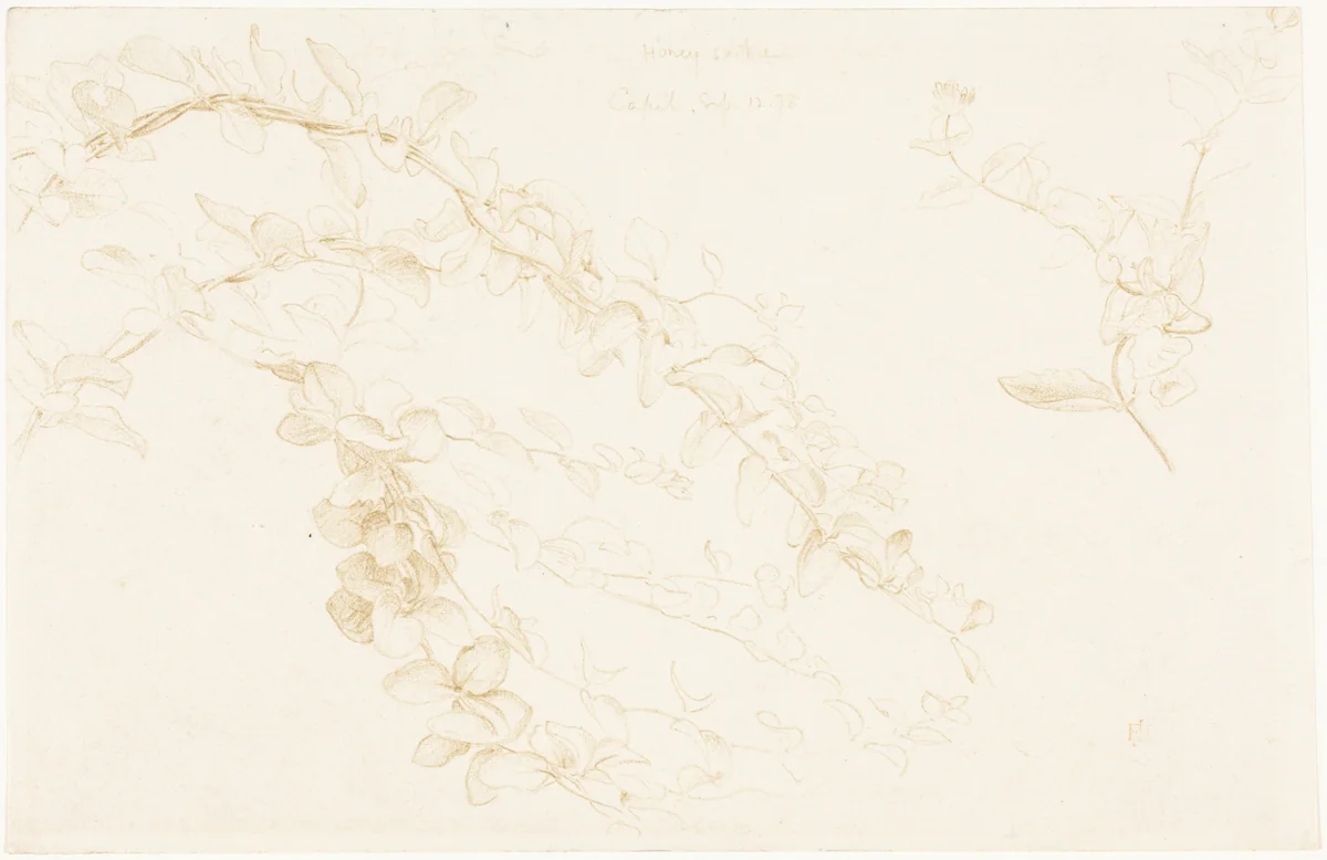 Honeysuckle by Edward John Poynter, drawing, 1878