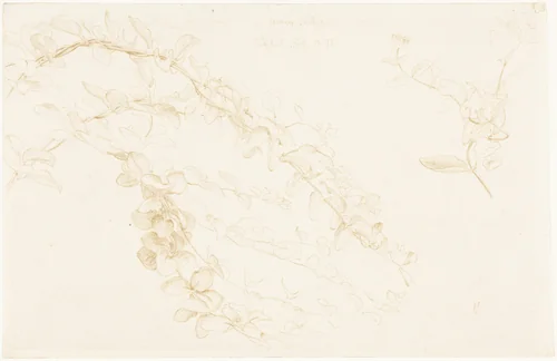 Honeysuckle by Edward John Poynter, drawing, 1878