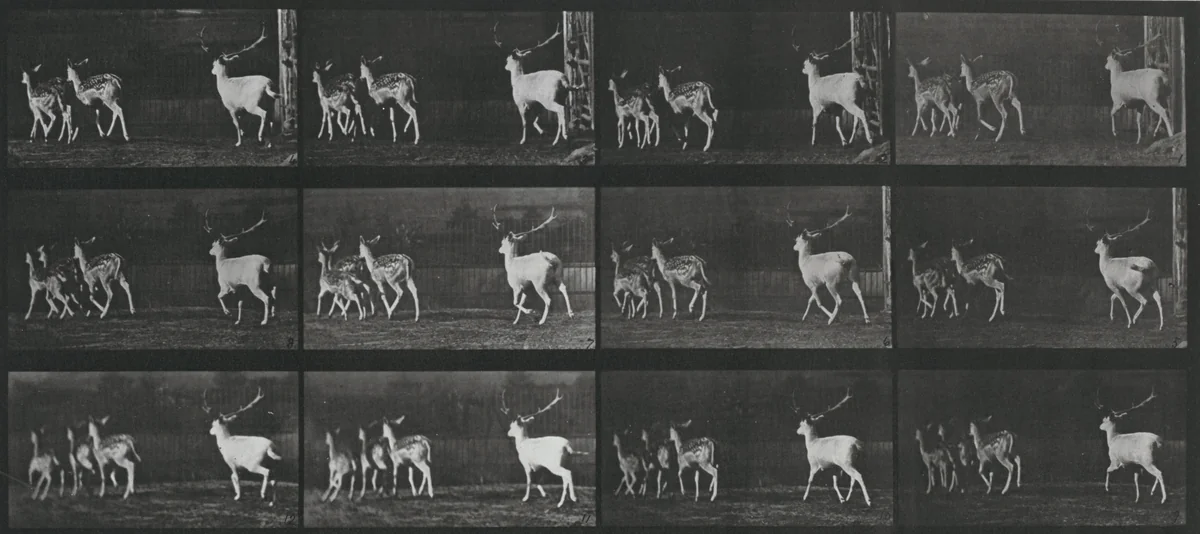 Plate Number 687. Fallow deer, buck and group of does, galloping by Eadweard Muybridge, photograph, 1887