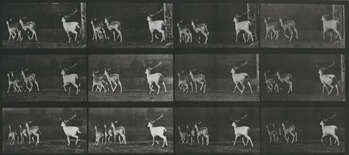 Plate Number 687. Fallow deer, buck and group of does, galloping by Eadweard Muybridge, photograph, 1887