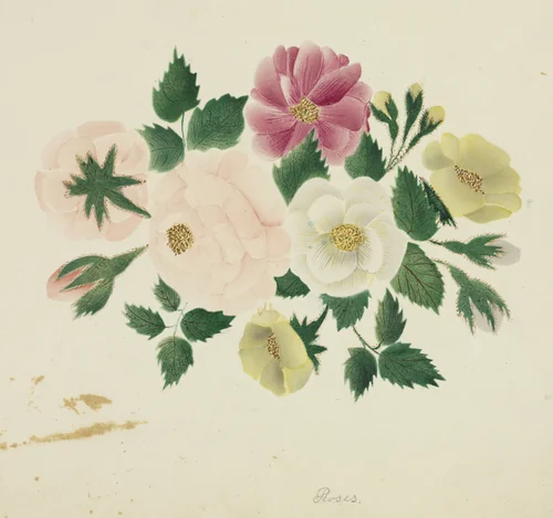 June Roses by Mary Altha Nims, drawing, 1840-1899