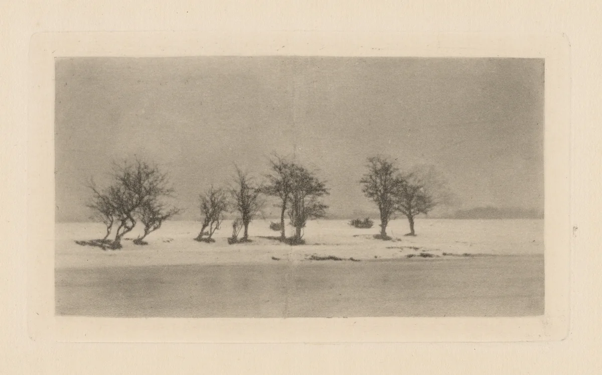 Gnarled Thorn Trees by Peter Henry Emerson, photograph, 1893