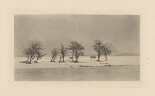 Gnarled Thorn Trees by Peter Henry Emerson, photograph, 1893