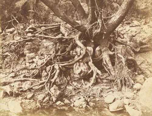 Tree with Tangle of Roots by Hugh Owen, photograph, 1853
