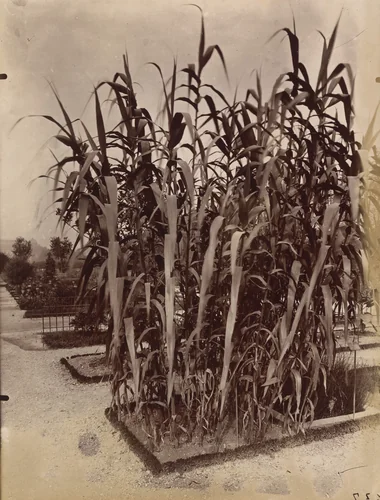 Canevelles by Eugène Atget, photograph, 1900