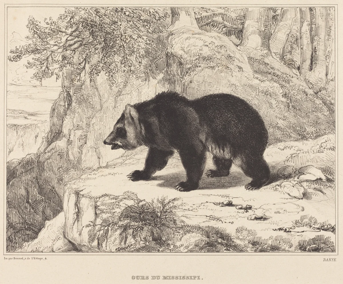 Mississippi Bear by Antoine-Louis Barye, print, 1836